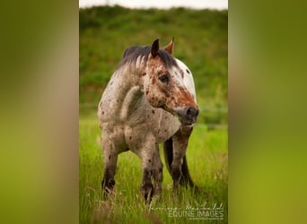 Pony of the Americas, Hengst, 24 Jahre, 142 cm, Brauner