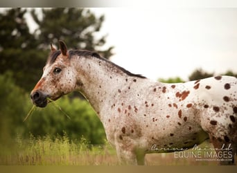 Pony of the Americas, Hengst, 24 Jahre, 142 cm, Brauner