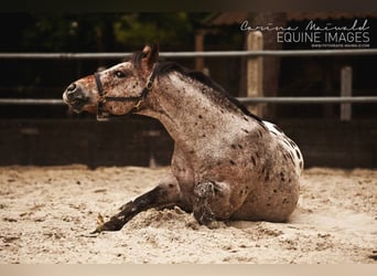 Pony of the Americas, Hengst, 23 Jahre, 142 cm, Brauner