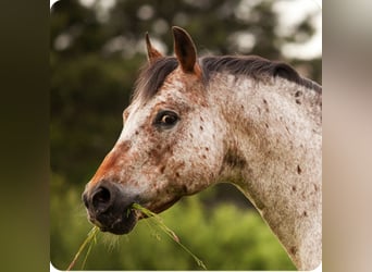 Pony of the Americas, Hengst, 24 Jaar, 142 cm, Bruin