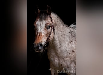 Pony of the Americas, Hengst, 24 Jaar, 142 cm, Bruin