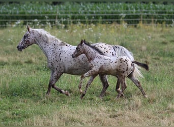 Pony of the Americas, Hengst, Fohlen (04/2024), 130 cm, Tigerschecke