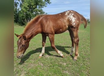 Pony of the Americas, Hengst, Fohlen (03/2023), 145 cm, Dunkelfuchs