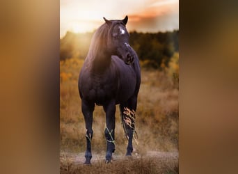 Pony of the Americas, Hengst, Fohlen (05/2026), 145 cm, Fuchs