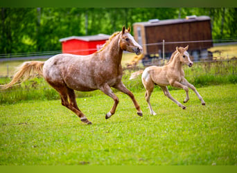 Pony of the Americas, Hengst, Fohlen (01/2026), 145 cm, Red Dun