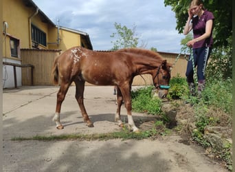 Pony of the Americas, Hengst, veulen (03/2023), 145 cm, Donkere-vos