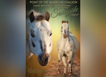 Pony of the Americas, Hengst, veulen (04/2023), 145 cm, Palomino