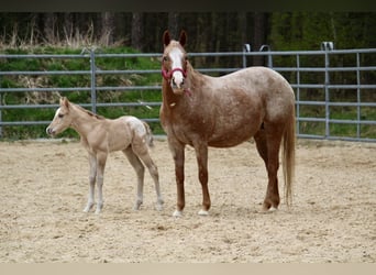 Pony of the Americas, Hengst, Veulen (01/2026), 145 cm, Red Dun