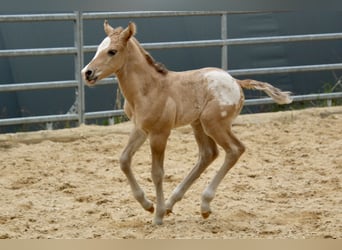 Pony of the Americas, Hengst, Veulen (01/2026), 145 cm, Red Dun