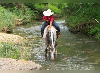 Pony of the Americas, Mare, 10 years