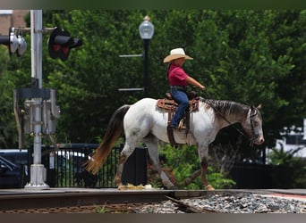 Pony of the Americas, Mare, 10 years