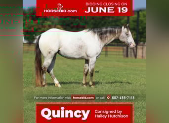 Pony of the Americas, Mare, 10 years