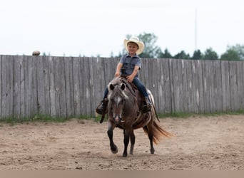 Pony of the Americas, Mare, 11 years, 11 hh, Roan-Bay