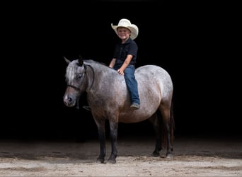 Pony of the Americas, Mare, 11 years, 11 hh, Roan-Bay