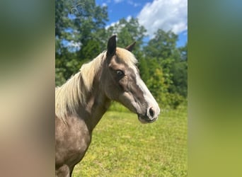 Pony of the Americas, Mare, 11 years, 11 hh, White