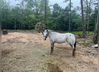 Pony of the Americas, Mare, 11 years