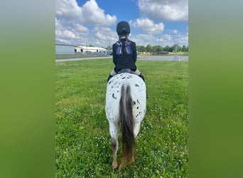 Pony of the Americas, Mare, 11 years