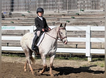 Pony of the Americas, Mare, 11 years