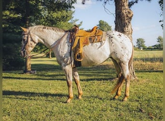 Pony of the Americas, Mare, 11 years