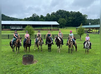 Pony of the Americas, Mare, 11 years