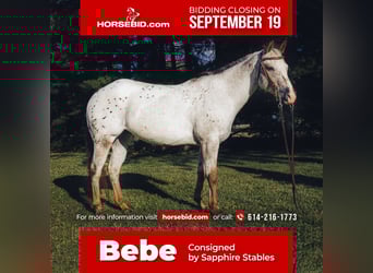Pony of the Americas, Mare, 11 years
