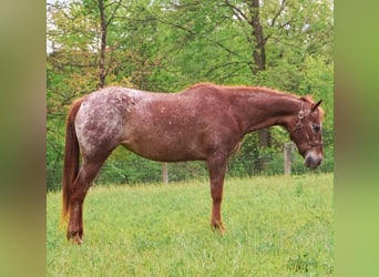 Pony of the Americas, Mare, 12 years, 13 hh, Chestnut