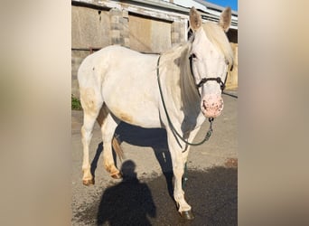 Pony of the Americas, Mare, 17 years, 12 hh, White