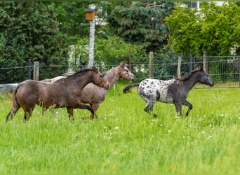 Pony of the Americas, Mare, 1 year, 13.2 hh, Black