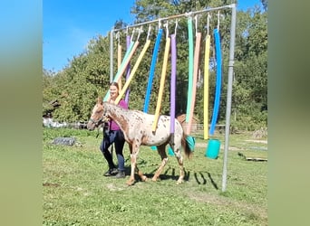 Pony of the Americas, Stute, 1 Jahr, 13,2 hh, Tigerschecke