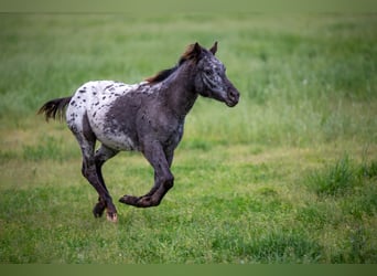 Pony of the Americas, Mare, 1 year, 13,2 hh, Black Pony of the Americas, Mare, 1 year, 13,2 hh, Black