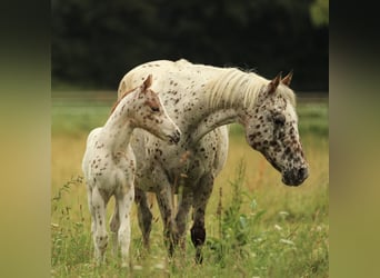 Pony of the Americas, Mare, 20 years, 13.1 hh, Leopard-Piebald