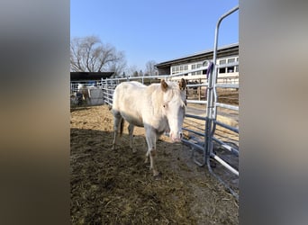 Pony of the Americas, Mare, 2 years, 13.2 hh, Cremello