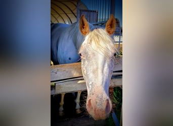 Pony of the Americas, Mare, 2 years, 13.2 hh, Gray-Red-Tan