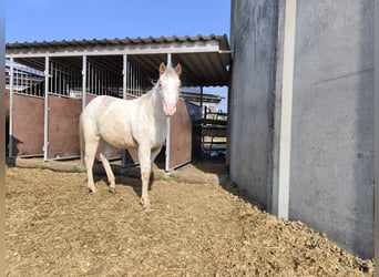 Pony of the Americas, Mare, 2 years, 13.2 hh, Gray-Red-Tan