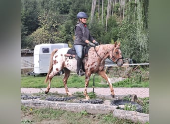 Pony of the Americas, Mare, 3 years, 13.1 hh, Leopard-Piebald