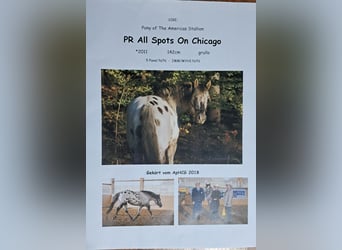 Pony of the Americas, Mare, 3 years, 13.1 hh, Leopard-Piebald