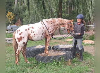 Pony of the Americas, Mare, 3 years, 13.1 hh, Leopard-Piebald