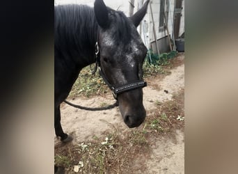 Pony of the Americas, Mare, 3 years, 13,3 hh, Bay-Dark