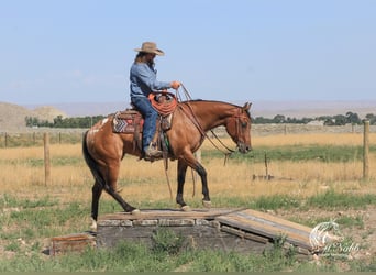 Pony of the Americas, Mare, 3 years, 14,1 hh, Dun