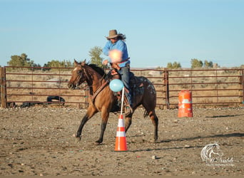 Pony of the Americas, Mare, 3 years, 14,1 hh, Dun