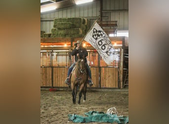 Pony of the Americas, Mare, 3 years, 14,1 hh, Dun