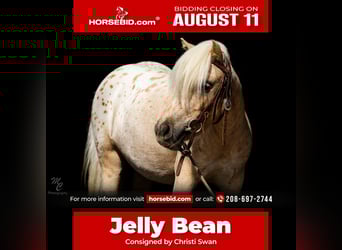 Pony of the Americas, Mare, 4 years, 10 hh