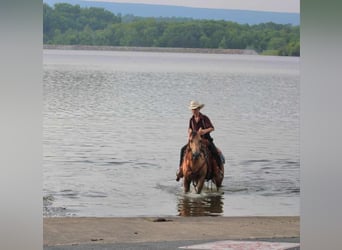 Pony of the Americas, Mare, 4 years, 13.2 hh, Buckskin