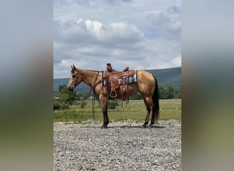 Pony of the Americas, Stute, 4 Jahre, 13,2 hh, Buckskin