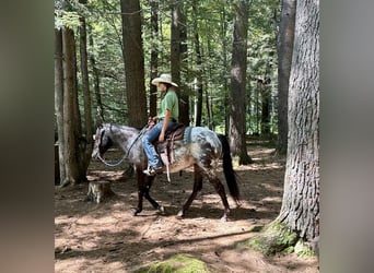 Pony of the Americas, Mare, 4 years, 13.3 hh, Black