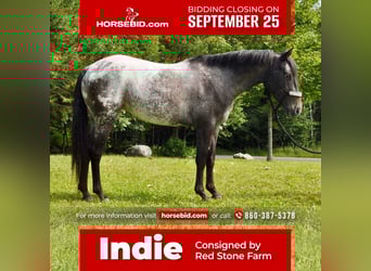 Pony of the Americas, Mare, 4 years, 13.3 hh, Black
