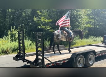 Pony of the Americas, Mare, 4 years, 13.3 hh, Black