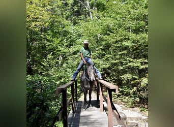 Pony of the Americas, Mare, 4 years, 13.3 hh, Black