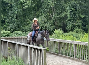 Pony of the Americas, Mare, 4 years, 13.3 hh, Black
