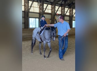 Pony of the Americas, Mare, 4 years, 13.3 hh, Black